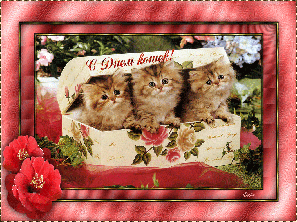 Поздравление кошечки. День кошек. День кошек открытки. Поздравительные открытки с кошками. Открытка кошки с днём рождения.