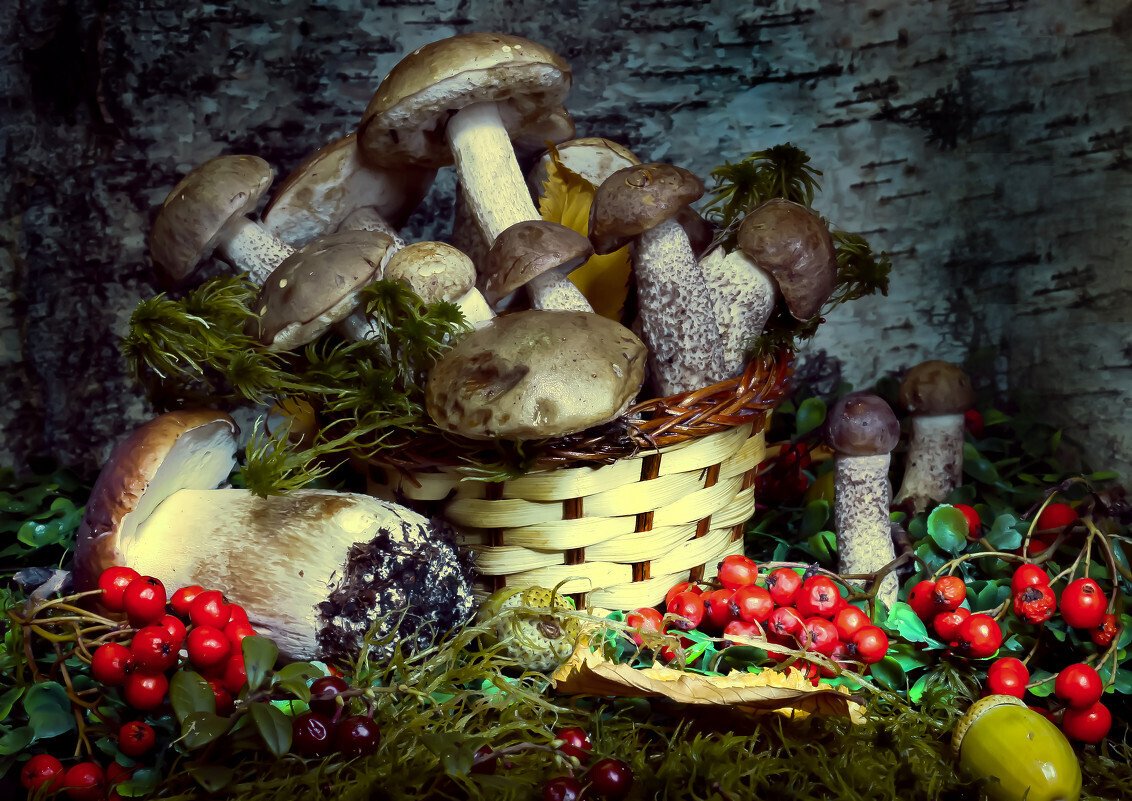 Свежие грибы и ягоды. Натюрморт с грибами. Осенние дары леса. Грибы в лесу. Натюрморт грибы и ягоды.