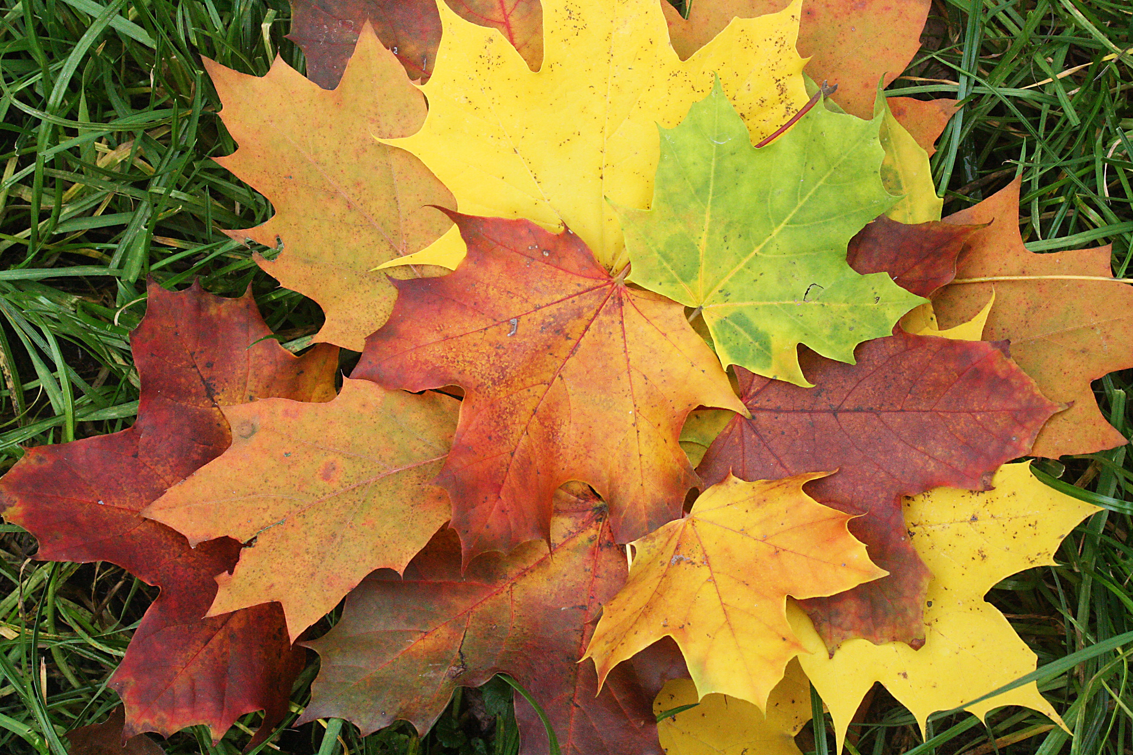 В клетках листья клена днем происходит. Кленовый лист. Разноцветные кленовые листья. Осенний кленовый лист. Осенний кленовый листок.