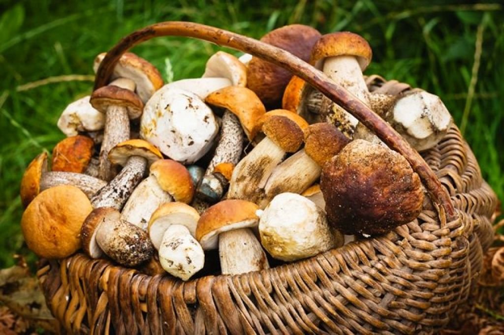 Pick mushrooms. Сбор грибов. Собирание грибов. Грибы сбор. Красивые грибы.