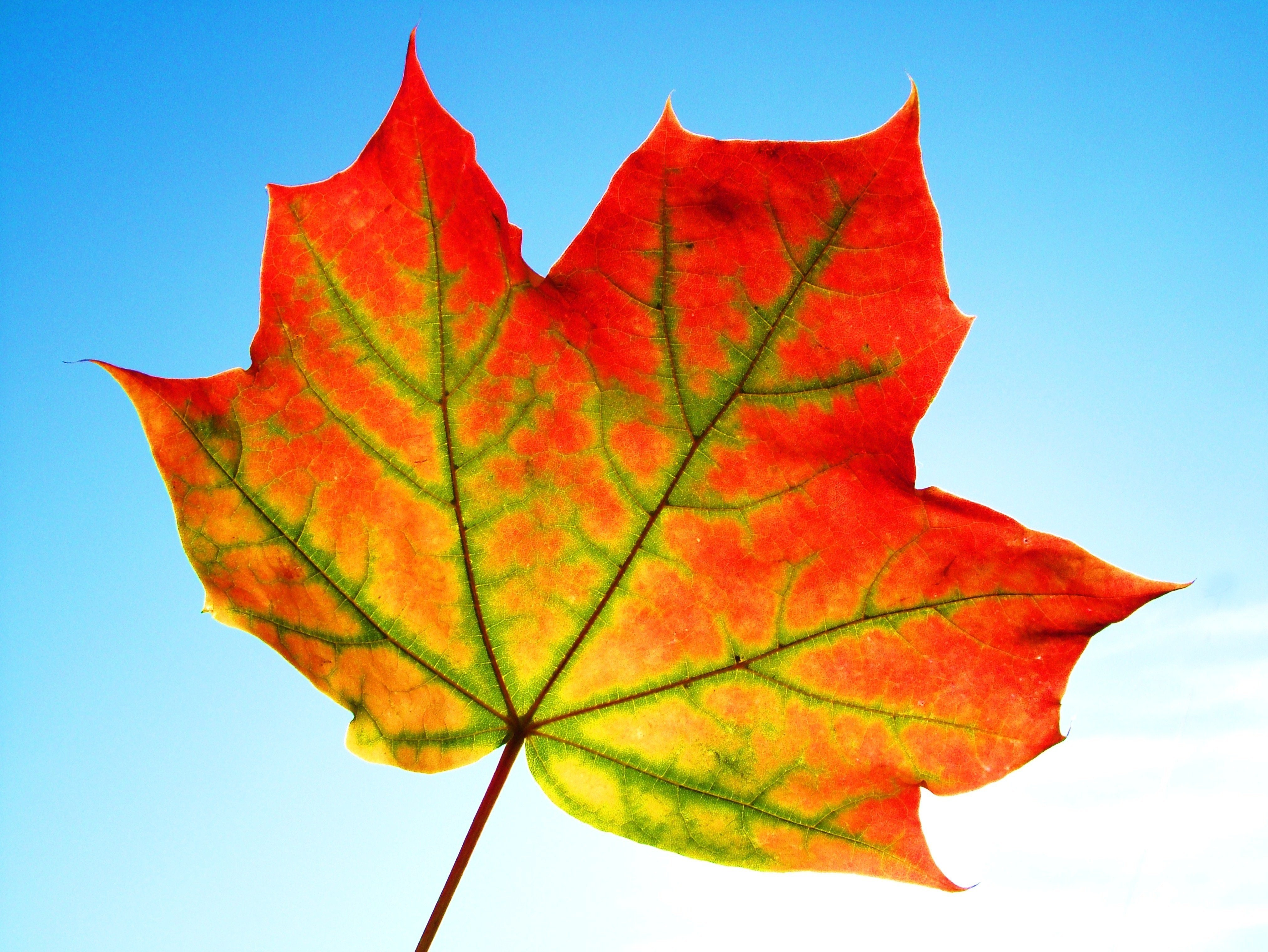 В клетках листья клена днем происходит. Осенний Калиновый лист. Осенний кленовый листок. Maple кленовый лист. Осенние кленовые листочки.