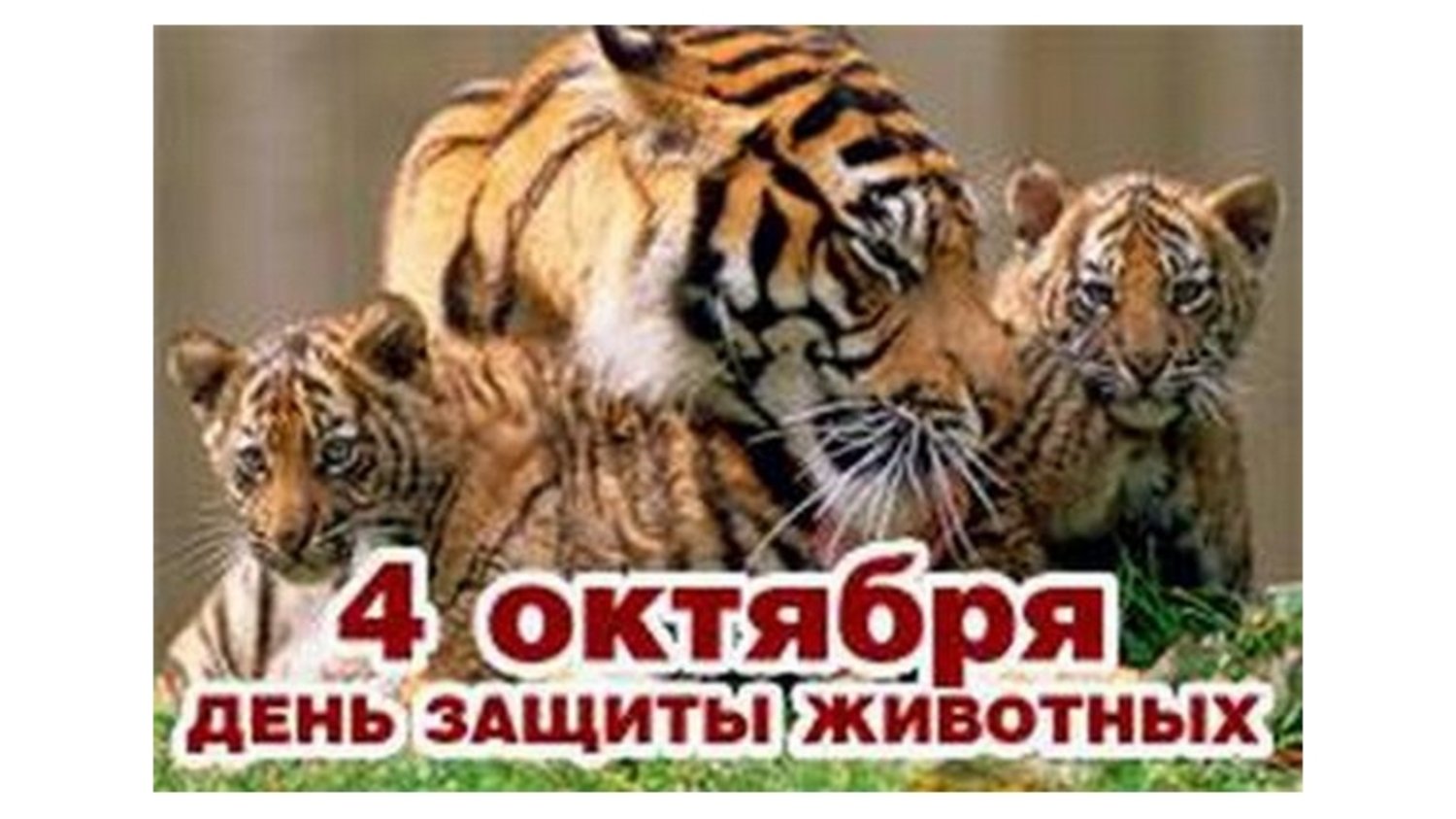 4 октября всемирный день животных 2921 картинки
