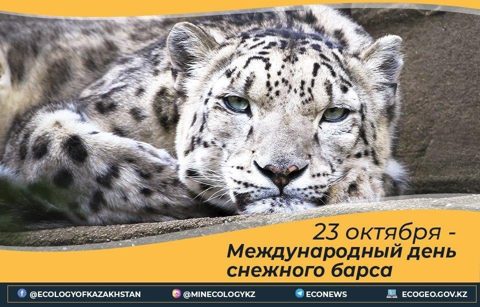 День снежного барса на алтае 26 мая картинки