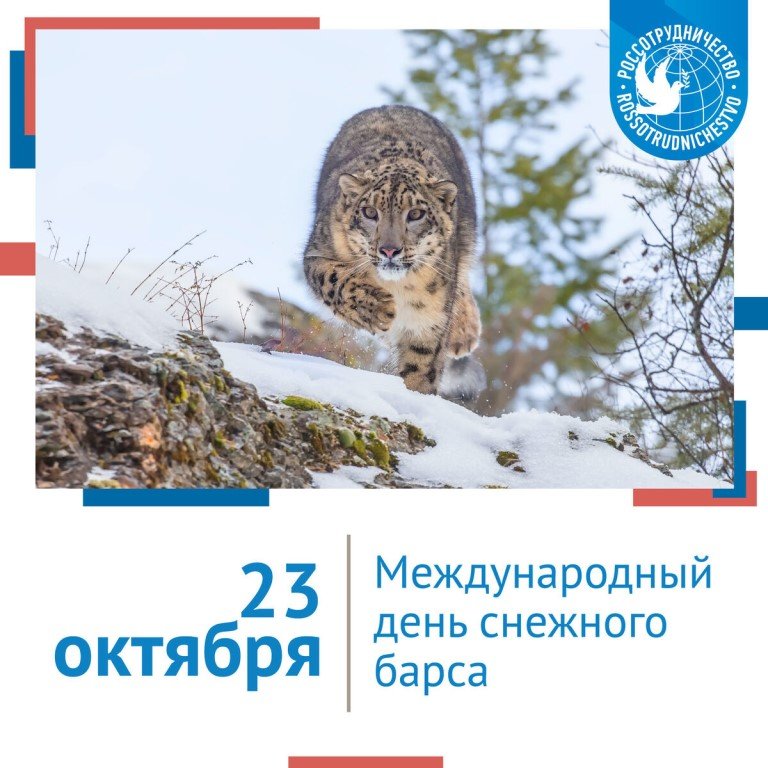 23 октября международный день снежного барса картинки. Всемирный день снежного Барса. 23 Октября Всемирный день снежного Барса. День снежного Барса 26 мая. Международный день снежного Барса 23.