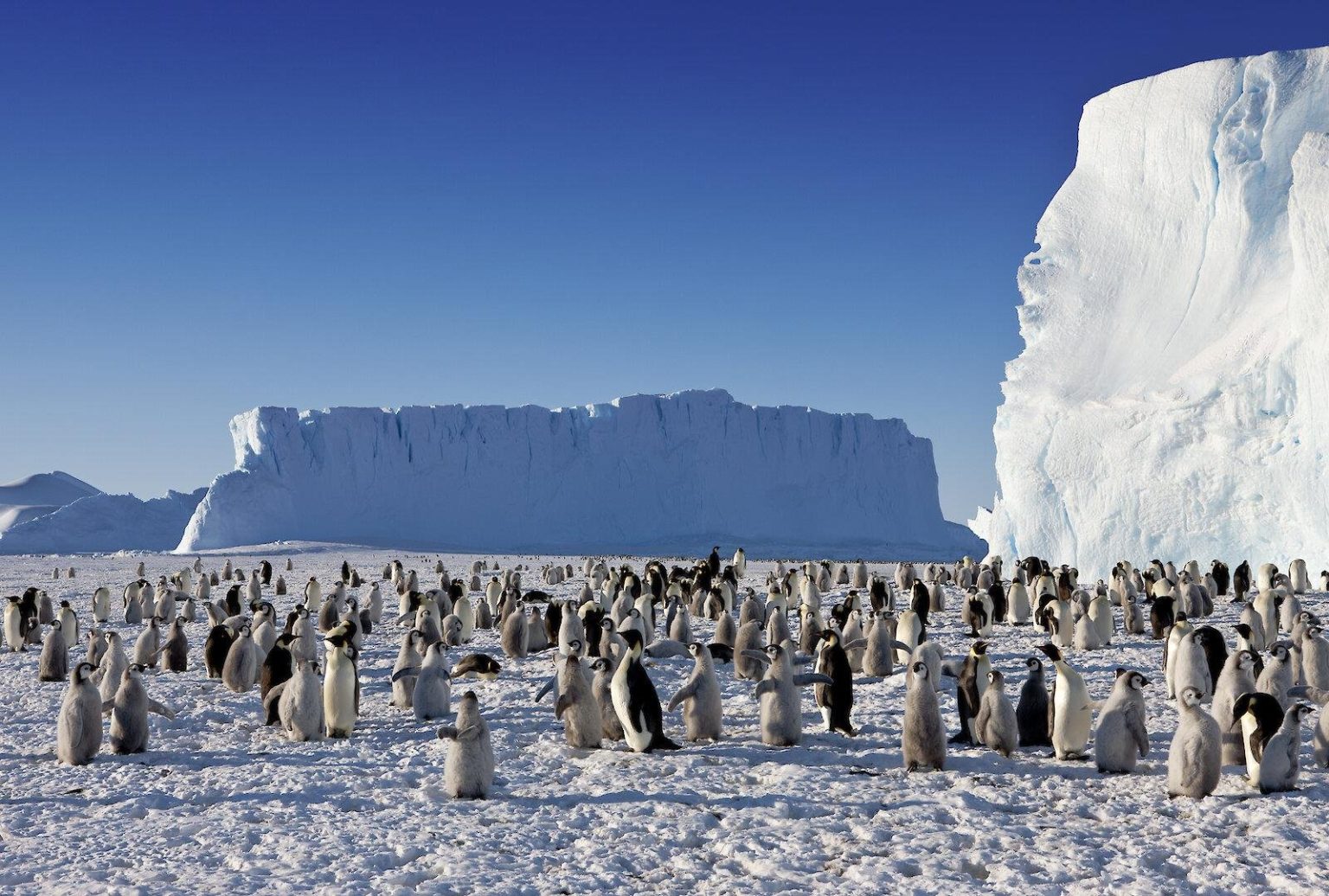 Какая сейчас в антарктиде. 1 Декабря - день Антарктиды (Antarctica Day). Кристенсен Антарктида. Австралийская Антарктида. Антарктида для детей.