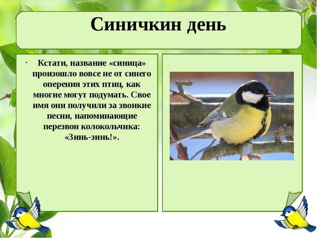 Синичкин день 12. Синичкин день. 12 Ноября день птиц синички-. Синичкин день экологический день. Консультация Синичкин день.