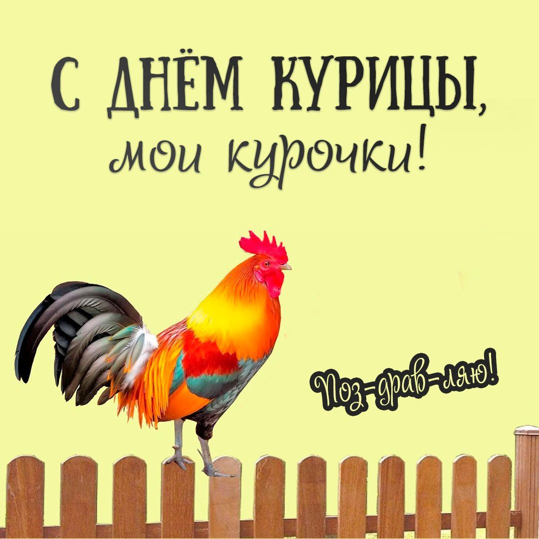 день курицы