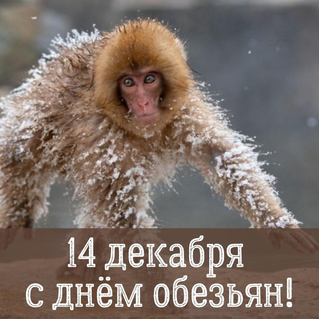 День обезьян — картинки прикольные с надписями на 14 декабря 2023