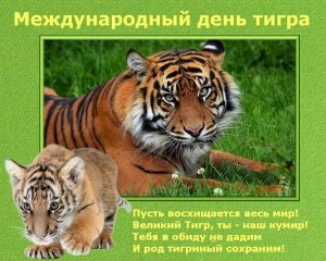 Картинки с Международным днем тигра (87 открыток). Открытки