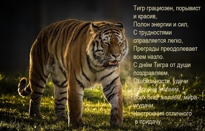 Картинки с Международным днем тигра (87 открыток). Открытки