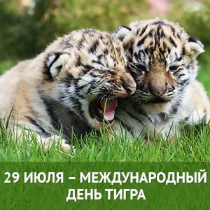 Картинки с Международным днем тигра (87 открыток). Открытки