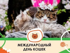 Картинки с Всемирным днем кошек ( 88 открыток). Картинки