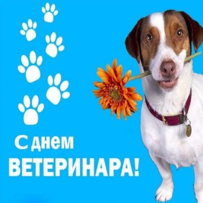 Картинки с Днем ветеринарного работника (127 открыток). Открытки