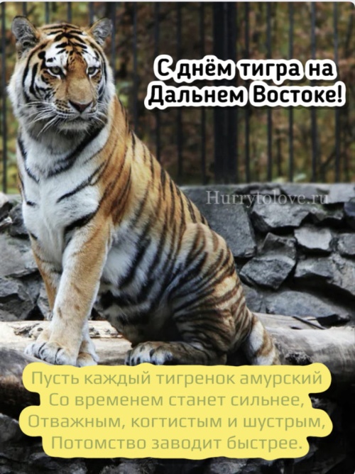 Картинки с Днем тигра на Дальнем Востоке (47 открыток). Прикольные открытки с Днем тигра на Дальнем Востоке