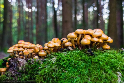 Картинки с Европейским днем грибов (89 открыток). Прикольные открытки с Европейским днем грибов