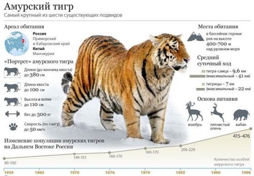 Картинки с Днем тигра на Дальнем Востоке (47 открыток). Картинки с надписями и поздравлениями на День тигра на Дальнем Востоке