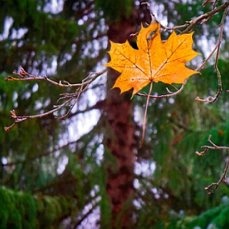 Картинки с Днем кленового листа (77 открыток). Картинки с надписями и поздравлениями на День кленового листа