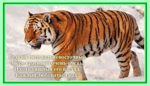 Картинки с Днем тигра на Дальнем Востоке (47 открыток). Прикольные открытки с Днем тигра на Дальнем Востоке