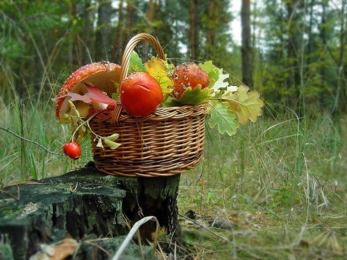 Картинки с Европейским днем грибов (89 открыток). Прикольные открытки с Европейским днем грибов