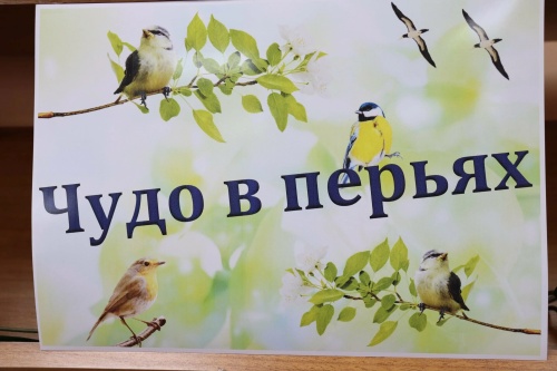 Картинки с Днем птиц (98 открыток). Прикольные открытки с Днем птиц