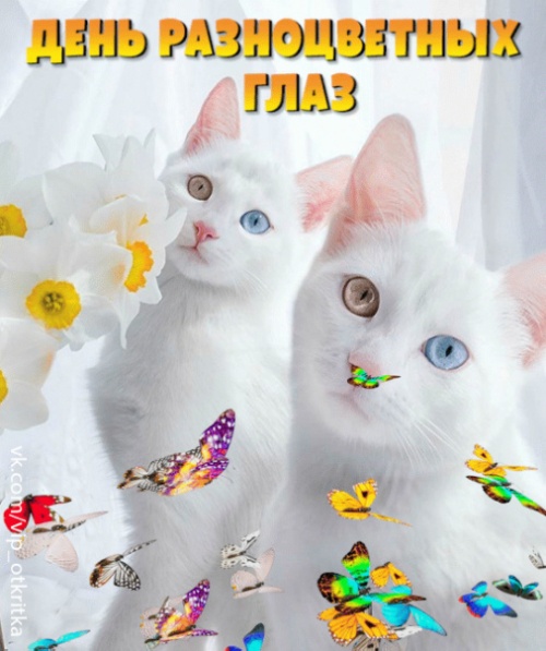 Картинки с Днем разноцветных глаз (35 открыток). Картинки с надписями и поздравлениями на Праздник разноцветных глаз
