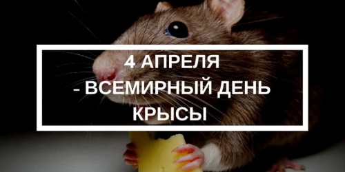 Картинки с Днем крысы (70 открыток). Прикольные открытки с Днем крысы