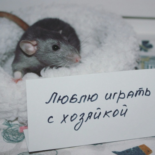 Картинки с Днем крысы (70 открыток). Прикольные открытки с Днем крысы