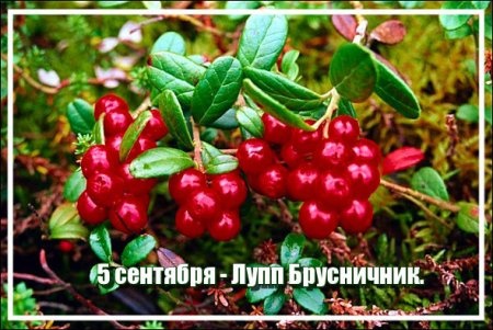 Картинки на Луп брусничник (36 открыток). Красивые открытки на Луп брусничник