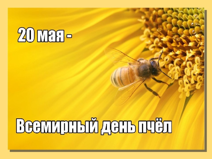 Картинки с Днем пчел (35 открыток)